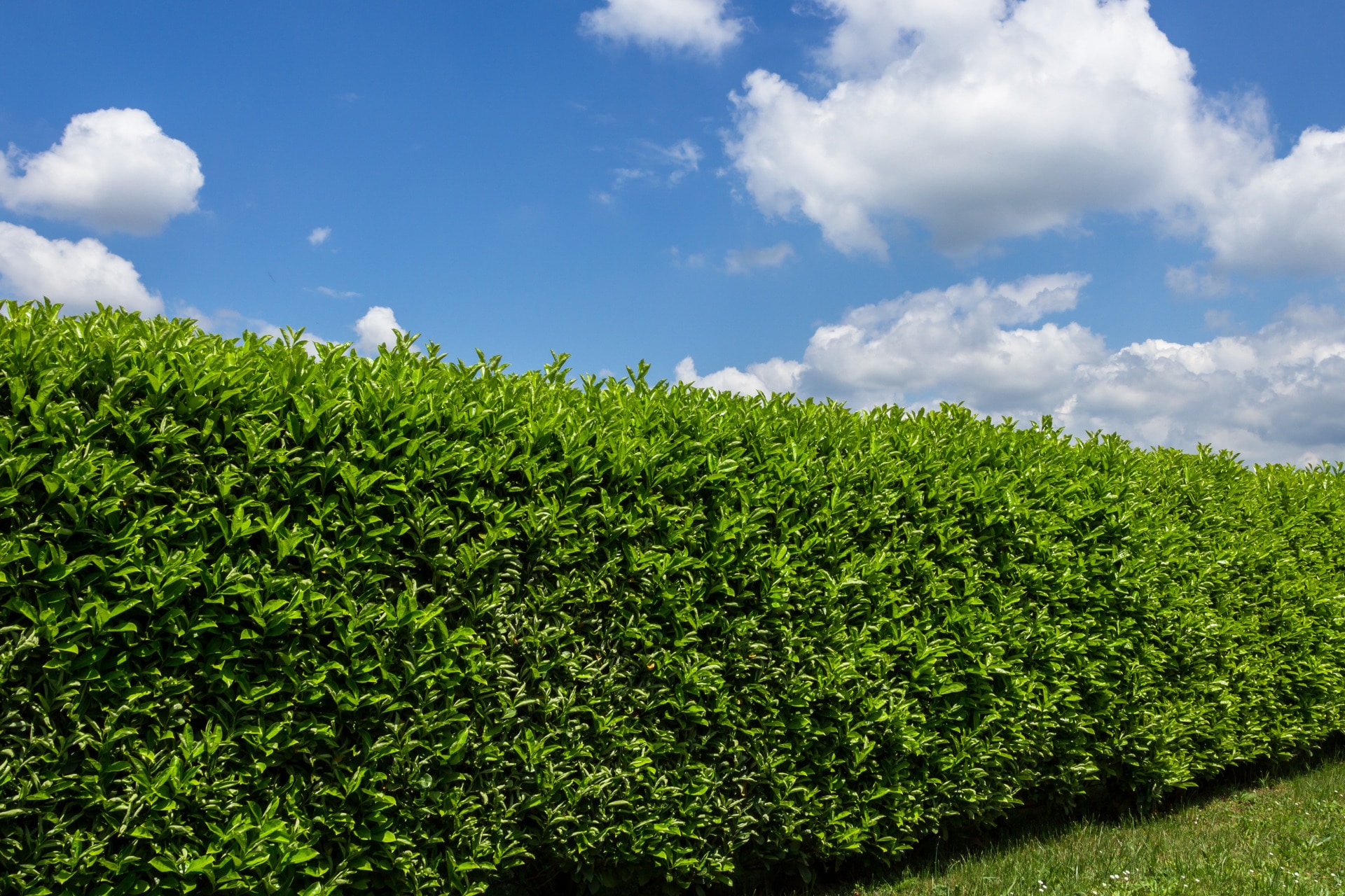 Natural Privacy Fences - Tom's Mulch & Landscaping