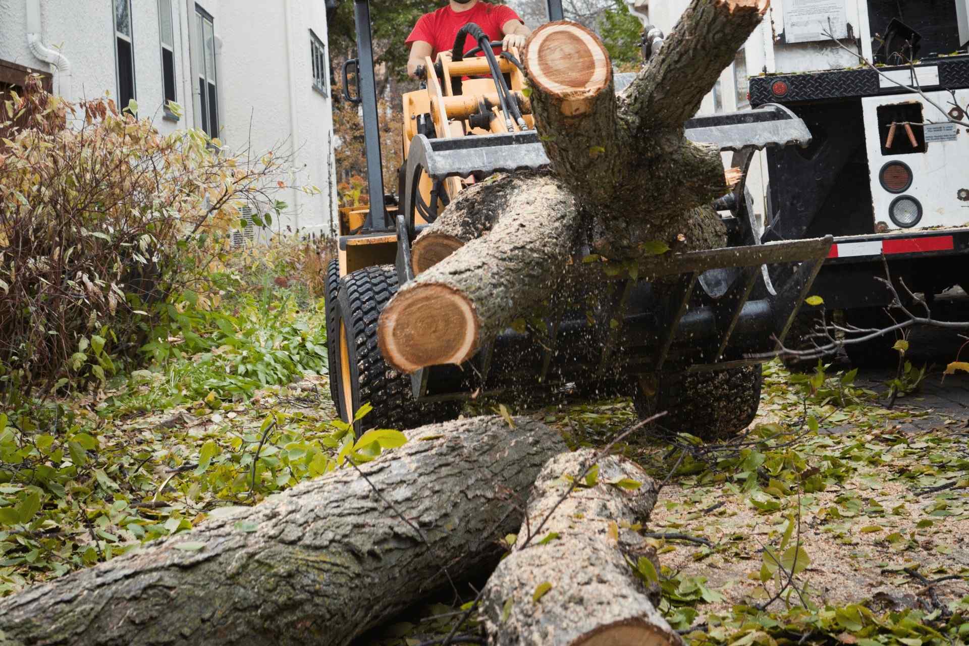 Small Tree Removal - Tom's Mulch & Landscaping