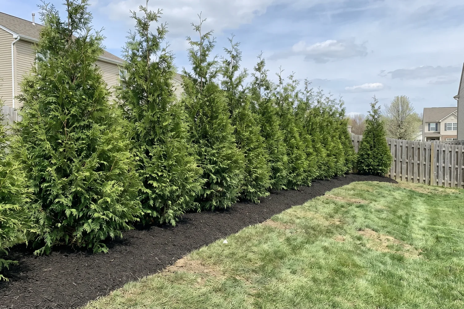 Freshly planted arborvitae privacy screen in a Bellbrook OH backyard